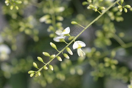 日方寺树叶子槐树植物学国槐白色绿色植物花园图片