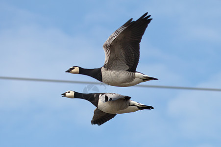 鹅飞行天空移民翅膀电力鸭子线路晴天鸟儿野生动物旅行图片