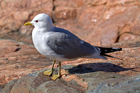 海鸥鸟类荒野海岸观鸟羽毛天空海洋眼睛岩石野生动物图片