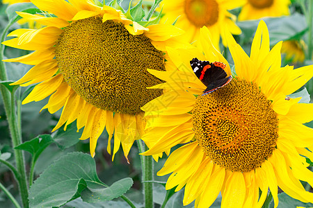 橙黄色明亮上彩色红色黑蝴蝶的闭合日葵黄色橙子黄花昆虫动物向日葵场地晴天领域背景图片