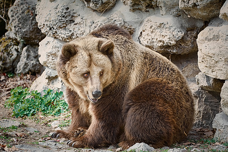 墙附近的棕熊食肉真熊皮毛捕食者动物群大动物棕色动物亚纲形目图片