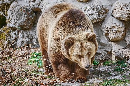 墙附近的棕熊昼夜亚纲动物群动物食肉大动物形目哺乳动物真熊独居图片
