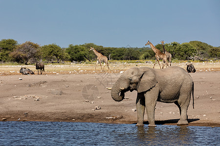 纳米比亚非洲大象 非洲野生生物公园动物哺乳动物食草国家天空野生动物濒危成人象牙图片