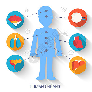 设置平面人体器官图标插图信息图表概念 矢量背景设计 网站和移动设备的模板图片