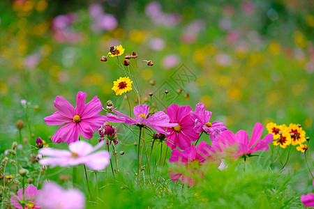 在阿拉伦的一座草地上的鲜花白色植物学生物多样性花园荒野植物群花朵绿色图片