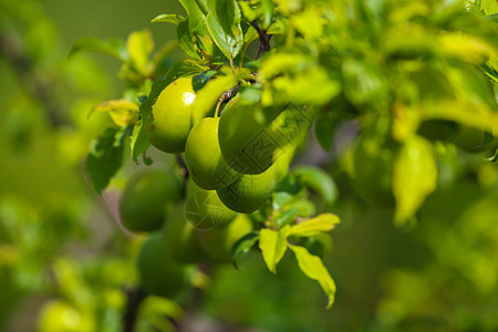 绿树枝上的绿梅子小吃季节蔬菜收成叶子食物植物植物学花园李子图片