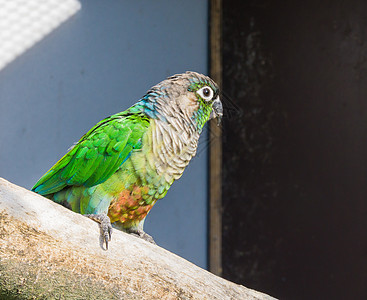 一只来自巴西的小型鹦鹉 长着绿脸鹦鹉背景图片