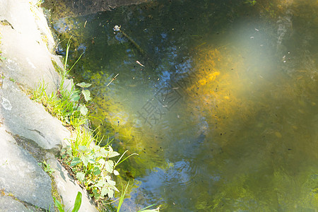 带藻类的婴儿两栖幼虫摄影湖岸野生动物淡水水生生物环境后代动物学图片