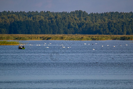 有白色天鹅在湖中游泳的大殖民地渔夫森林季节树木野生动物划船者小鸭子家庭母亲鸭子图片