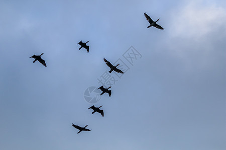 一群鸭子在蓝天飞翔天空编队动物组织移民荒野多云翅膀航班野生动物图片