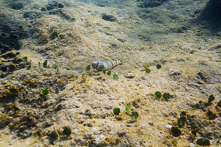 橙色斑斑象海洋生物野生动物热带鱼虎鱼海洋海上生活荒野水域热带斑点图片