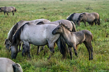 野马在荒凉的夏日清晨 在草原上放牧草地训练国家马匹宠物运动荒野季节朋友牧场图片