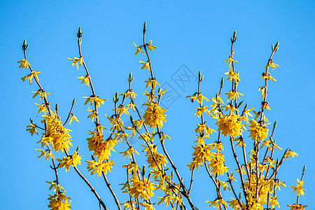蓝天背景的黄花丛图片