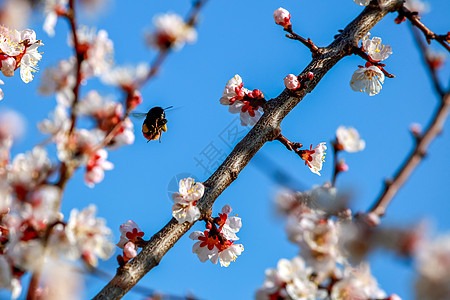春季的杏树花阳光墙纸花朵叶子花园枝条蜜蜂天空植物蓝色图片