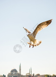 单海鸥飞越海洋飞行自由鸟类动物荒野翅膀蓝色羽毛航班照片图片