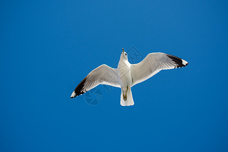 单海鸥在蓝蓝空中飞翔天空鸟类支撑荒野动物群翅膀蓝色航班野生动物自由图片