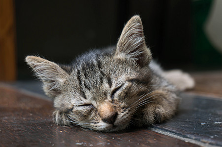 懒惰的街头小虎斑猫 猫躺在木地板上无线荒野哺乳动物街道猫咪眼睛头发婴儿动物宠物生活图片