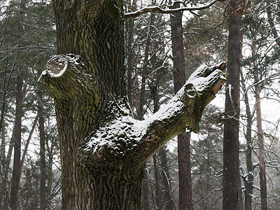 树上的新雪绿色树干树木公园松树季节白色木头自然图片