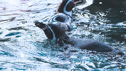 游泳图在蓝水色下游泳的企鹅荒野速度动物群生活海滩蓝色皇帝巨石金图动物背景