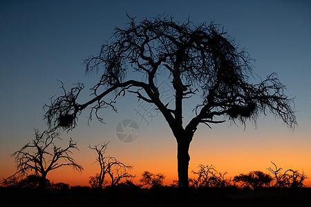 非洲日落 前面有树国家辉光荒野公园野生动物旅行阳光太阳风景大草原图片