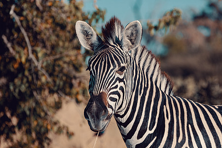 博茨瓦纳非洲野生动物野生生物园大草原哺乳动物脖子斑马草原公园后代动物动物群婴儿图片