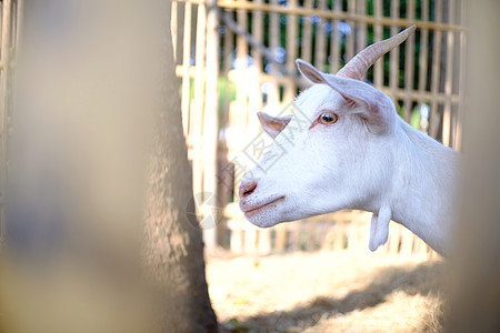 在农场选择性的焦点上 紧贴着白山羊草地环境保护牛奶东西村庄部位农村动物农业山羊图片