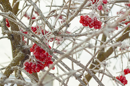 树枝上冻结的红色红发图片