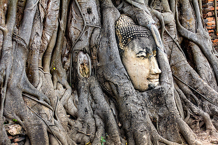 古老的佛祖头 在马哈河谷的树根上 在阿尤塔亚精神文化艺术石头地标佛教徒历史旅行雕塑寺庙图片