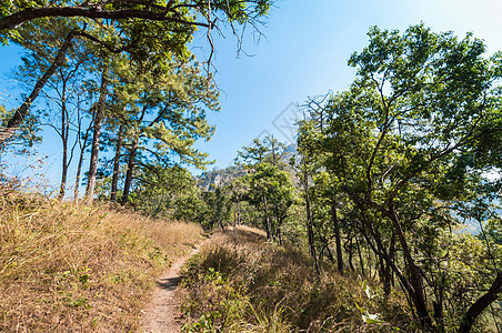 森林地貌路径中树干风景场景街道生长蓝色植物季节松树公园图片