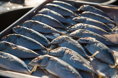 印度马克尔鱼 特写生食品饮食营养食物海鲜动物鲭鱼餐厅海洋市场钓鱼图片