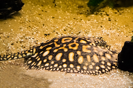 底部躺着黑色刺线 伪装在沙中 来自巴西的热带水族馆宠物图片