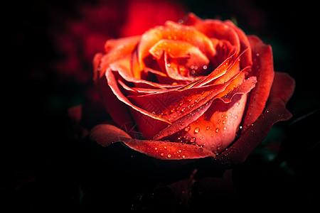 美丽的新玫瑰在近视中热情叶子宏观植物花瓣绿色红色礼物白色花园图片