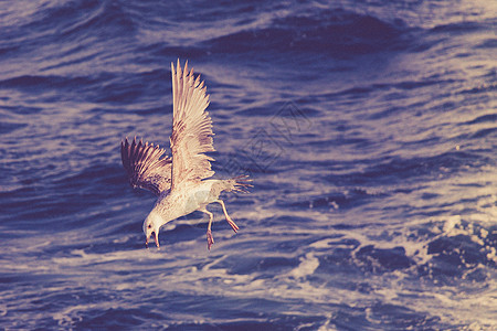 海鸥在空中飞翔白色野生动物天空照片羽毛翅膀自由航班蓝色岩石图片