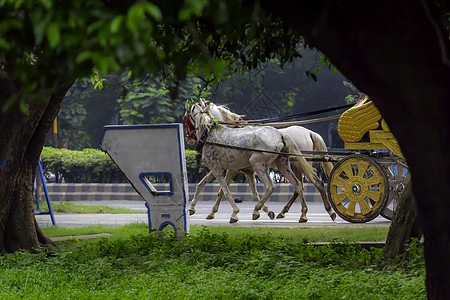 传统马车 又称Tanga或Rickshaw或Mazas ( 西孟加拉 加尔各答)图片