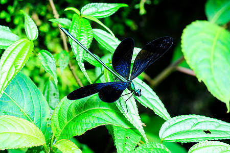 斑点蓝色蚱蜢 学名 或蜻蜓在自然背景下孤立的树枝上的宏观图像 昆虫动物 特写图片
