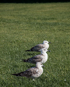 绿草上海边鸟类海鸥羽毛荒野航班植物飞行绿色动物翅膀野生动物照片图片