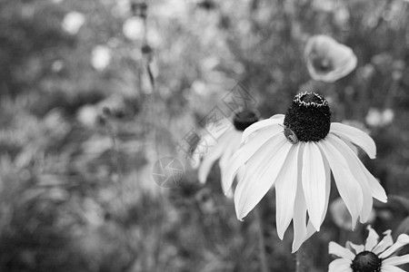 黑眼苏珊花朵和高血球护罩臭虫尼姆夫花园选择性园艺动物群昆虫植物群若虫花坛盾虫焦点图片