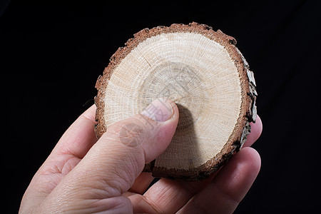 韩版小截木原木裂缝戒指木材树干环境圆形记录森林库存树桩背景图片