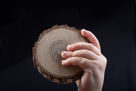 韩版小截木原木树干木纹戒指环境林业库存裂缝木头记录松树背景图片