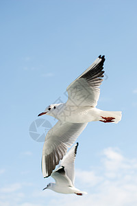 天空中的海鸥鸟类飞行羽毛翅膀图片