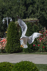 玫瑰花园里的单海鸥航班羽毛蓝色自由荒野天空照片花园飞行鸟类图片
