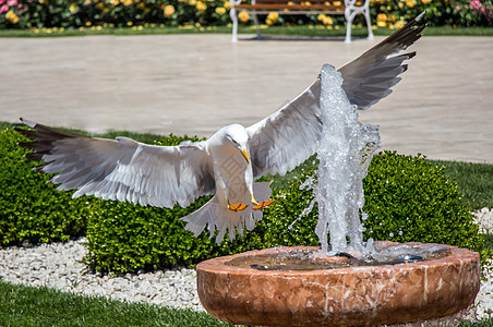 喷泉边的单海鸥玫瑰荒野动物航班照片花园翅膀羽毛街道自由图片
