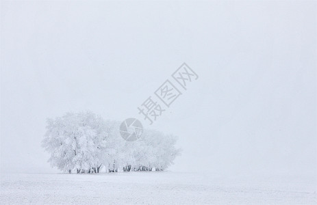 温冬弗罗斯特萨斯喀彻温编队季节冷冻白霜水晶风景高清图片