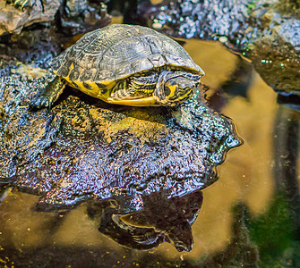 在一块岩石上 紧闭一只黄色的战舰滑板海龟 来自美国河流的流行爬行动物宠物背景图片