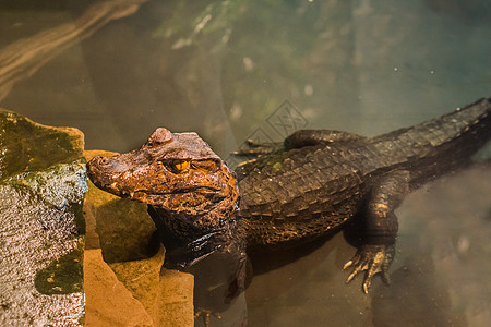 站在水中的鳄鱼 紧闭的鳄鱼 来自美洲的热带爬虫宠物 (笑声)图片