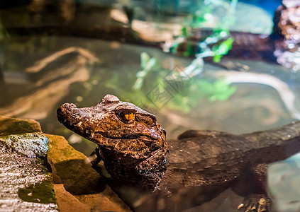 幼年侏儒凯门鳄躺在水中 头部特写 来自美国的热带鳄鱼图片