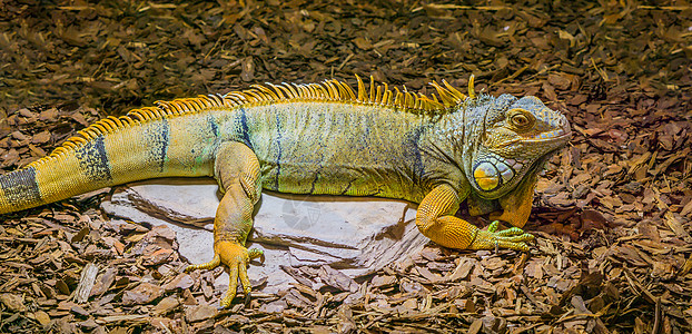 黄色 灰色和黑色的美丽多彩蜥蜴 来自美洲的流行热带爬行动物(稀释剂)图片