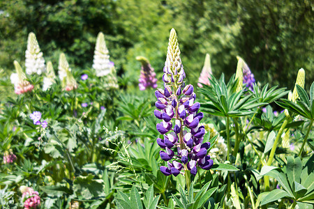 花朵带青春蓝色花束花园季节宏观花瓣植物生长紫色森林图片