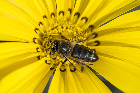 收集花粉和花蜜的黄菊花上的蜜蜂图片