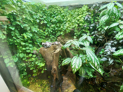 绿色星球玻璃后面的青蛙展示 - 迪拜城市步行街室内热带雨林旅游景点图片